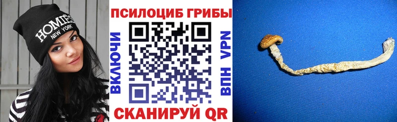 нарко площадка наркотические препараты  МЕГА как зайти  Долгопрудный  Псилоцибиновые грибы GOLDEN TEACHER 